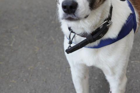 В дар собаку. Спокойный и ласковый белый пёс Арчи в дар. Фото4