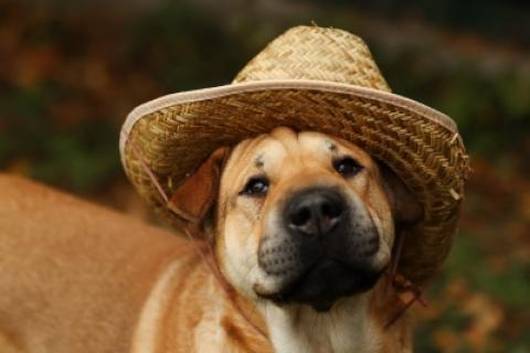 В дар собаку. Маффин суперпозитивный и общительный!. Фото1