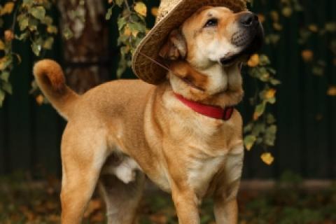 В дар собаку. Маффин суперпозитивный и общительный!. Фото2