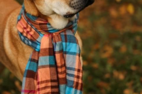 В дар собаку. Маффин суперпозитивный и общительный!. Фото4