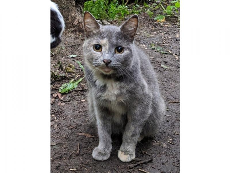 В дар кошку