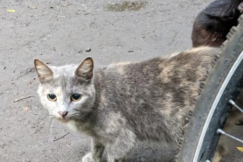 В дар кошку. Трехцветная кошечка погибает на улице. Фото3