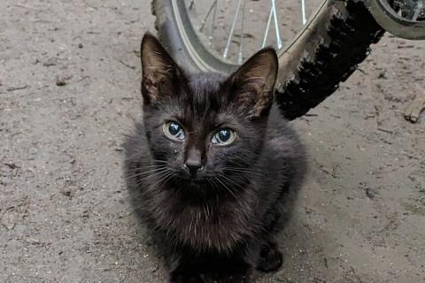 В дар кошку. Выбросили черного котёнка! На улице погибнет. Фото1