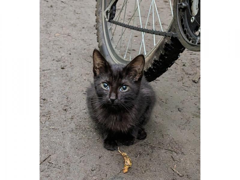 В дар кошку