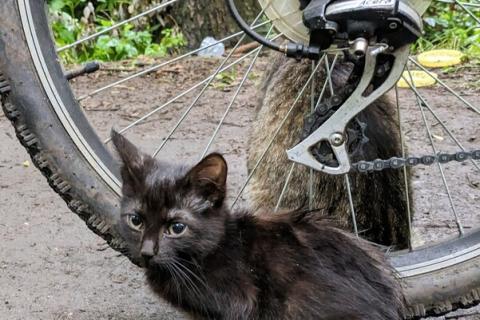 В дар кошку. Выбросили черного котёнка! На улице погибнет. Фото3