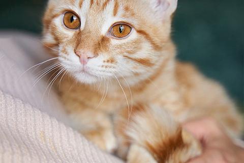 В дар кошку. Котёнок Марчелло - рыжее солнышко в добрые руки. Фото1