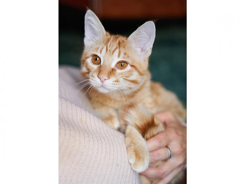 В дар кошку