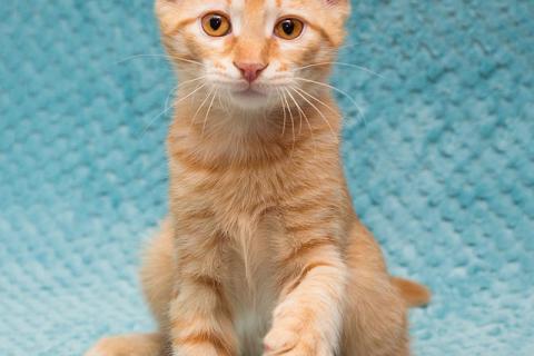 В дар кошку. Котёнок Марчелло - рыжее солнышко в добрые руки. Фото4