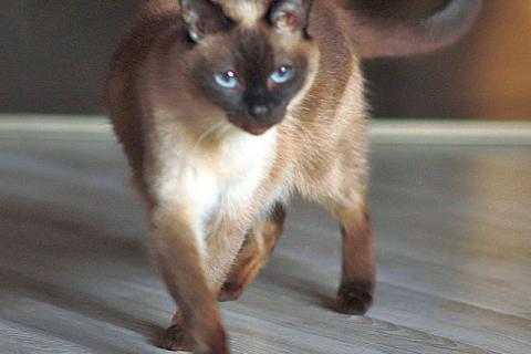 В дар кошку. Ищет дом пожилая, очень нежная тайская кошка по имени Сюся. Фото1