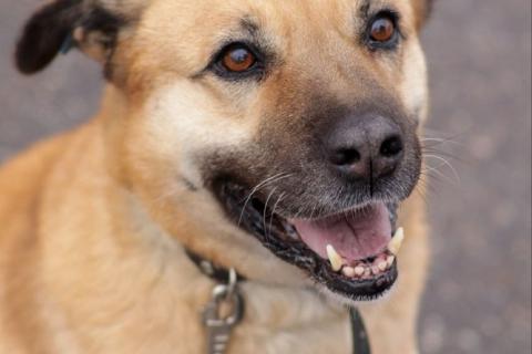 В дар собаку. Хана: звезда, которая ждет своего часа! В добрые руки. Фото1