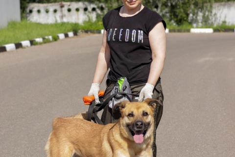 В дар собаку. Хана: звезда, которая ждет своего часа! В добрые руки. Фото2
