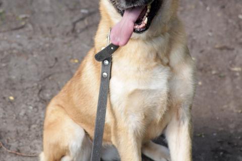 В дар собаку. Хана: звезда, которая ждет своего часа! В добрые руки. Фото3