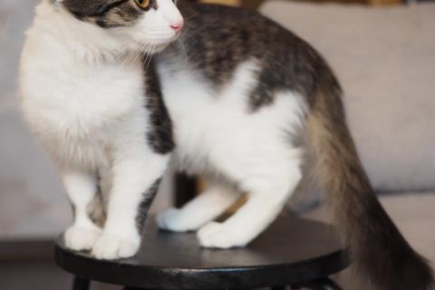 В дар кошку. Луис — котёнок-компаньон ищет дом. Фото3