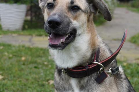 В дар собаку. Ласковая собачка Ласка в добрые руки. Фото1