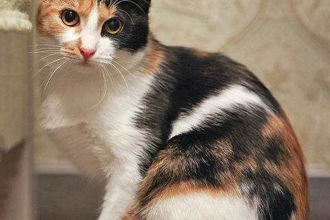 В дар кошку. Очаровательная трёхцветка Лора в поиске дома. Фото1