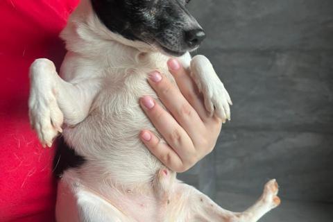 В дар собаку. Американский той-фокстерьер мальчик в дар. Фото1