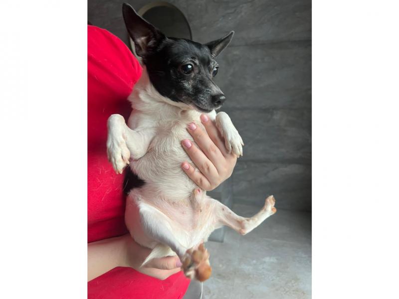 В дар собаку