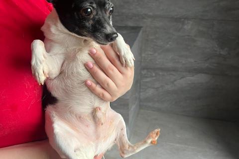 В дар собаку. Американский той-фокстерьер мальчик в дар. Фото2