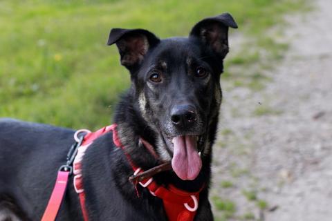 В дар собаку. Молодой песик Бакс  ищет дом!. Фото1