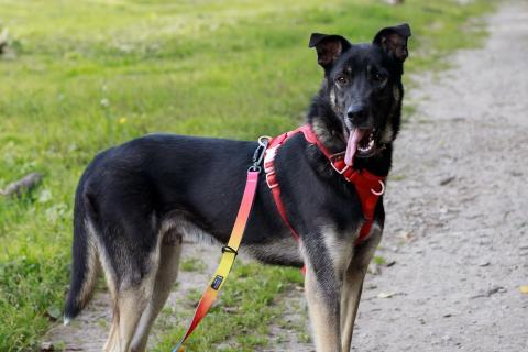 В дар собаку. Молодой песик Бакс  ищет дом!. Фото2