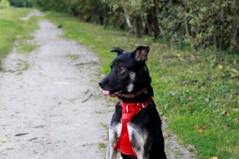 В дар собаку. Молодой песик Бакс  ищет дом!. Фото3