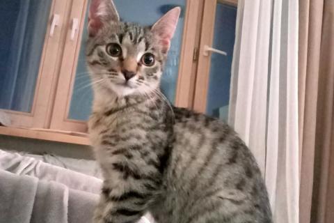 В дар кошку. Котенок Сима ищет дом и самых лучших хозяев. Фото1