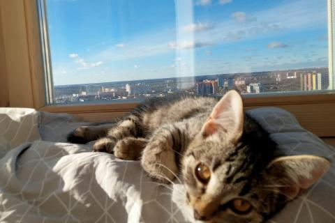 В дар кошку. Котенок Сима ищет дом и самых лучших хозяев. Фото3