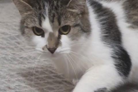 В дар кошку. Мэри — кошка с большим сердцем. Фото4