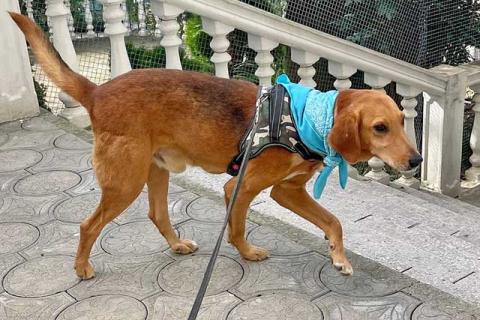 В дар собаку. Добрый, нежный песик Рыжулик, метис Русской Гончей в дар. Фото1