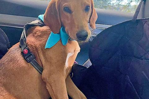 В дар собаку. Добрый, нежный песик Рыжулик, метис Русской Гончей в дар. Фото2