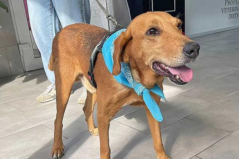 В дар собаку. Добрый, нежный песик Рыжулик, метис Русской Гончей в дар. Фото3