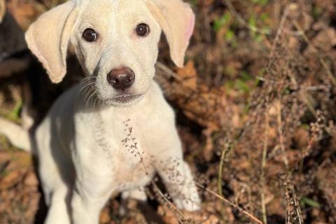 В дар собаку. Сестры по несчастью, которые заслужили шанс на любовь. Фото1
