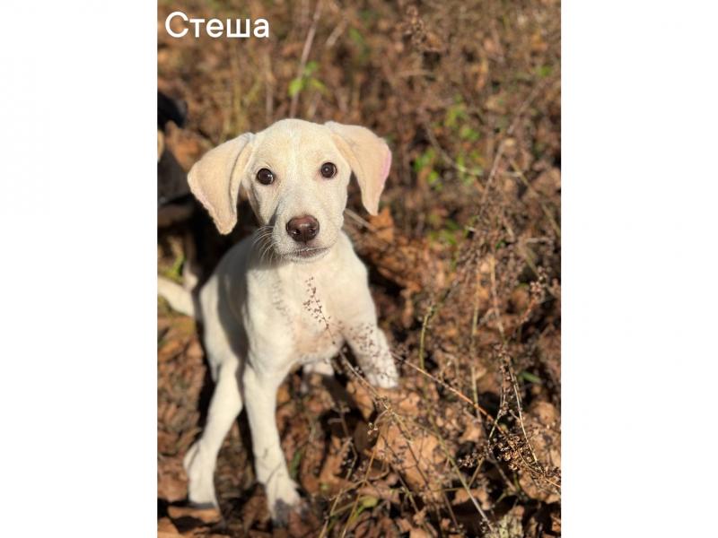 В дар собаку