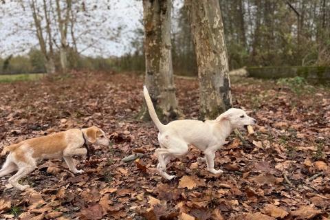 В дар собаку. Сестры по несчастью, которые заслужили шанс на любовь. Фото4