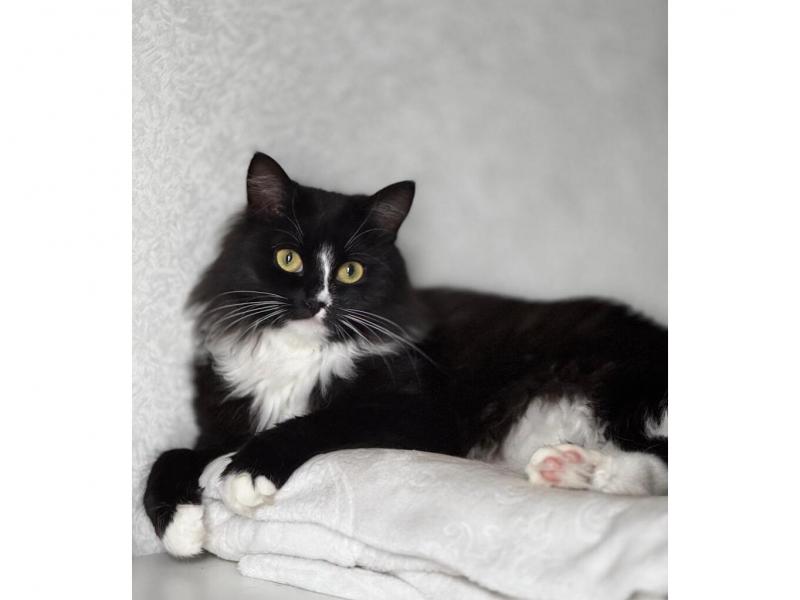 В дар кошку