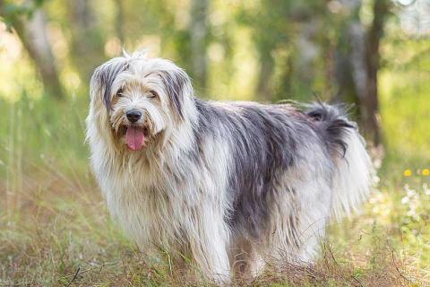 В дар собаку. Молодая некрупная собачка Груша ищет дом . Фото1