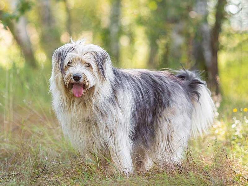 В дар собаку