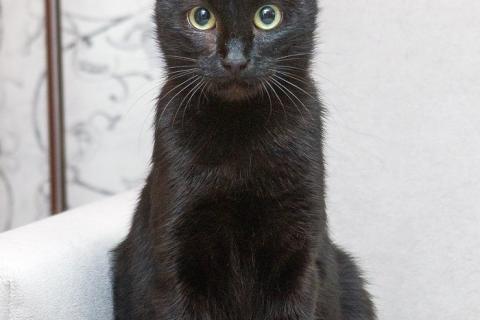 В дар кошку. Замечательная кошечка Ласка ищет дом!. Фото1