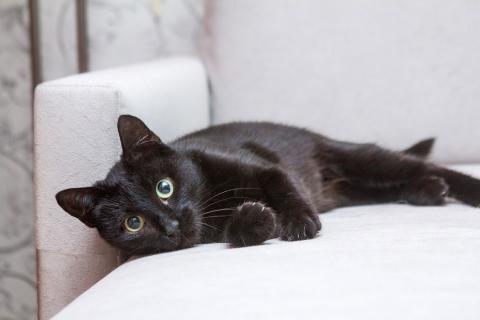 В дар кошку. Замечательная кошечка Ласка ищет дом!. Фото2