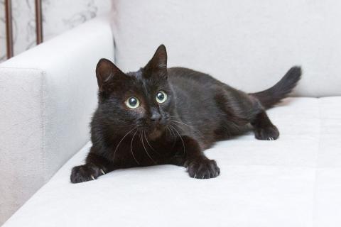 В дар кошку. Замечательная кошечка Ласка ищет дом!. Фото3