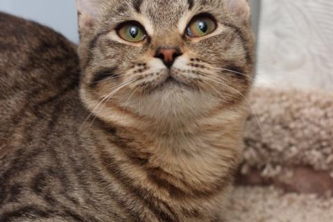 В дар кошку. Ласковая 6 мес кошечка Уля в поиске семьи!. Фото2