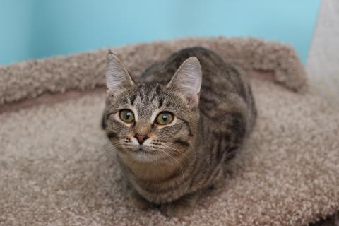 В дар кошку. Ласковая 6 мес кошечка Уля в поиске семьи!. Фото3