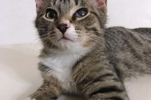 В дар кошку. Обаятельный минитигренок, котенок Ося ищет дом. Фото4