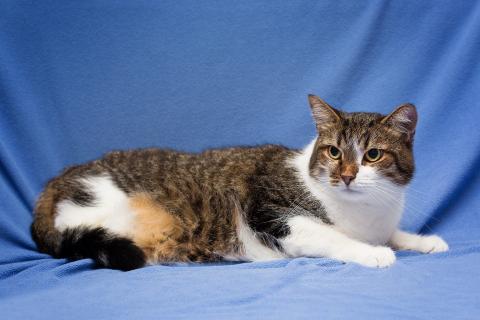 В дар кошку. Добрый, ласковый, домашний котик Семен. Фото1