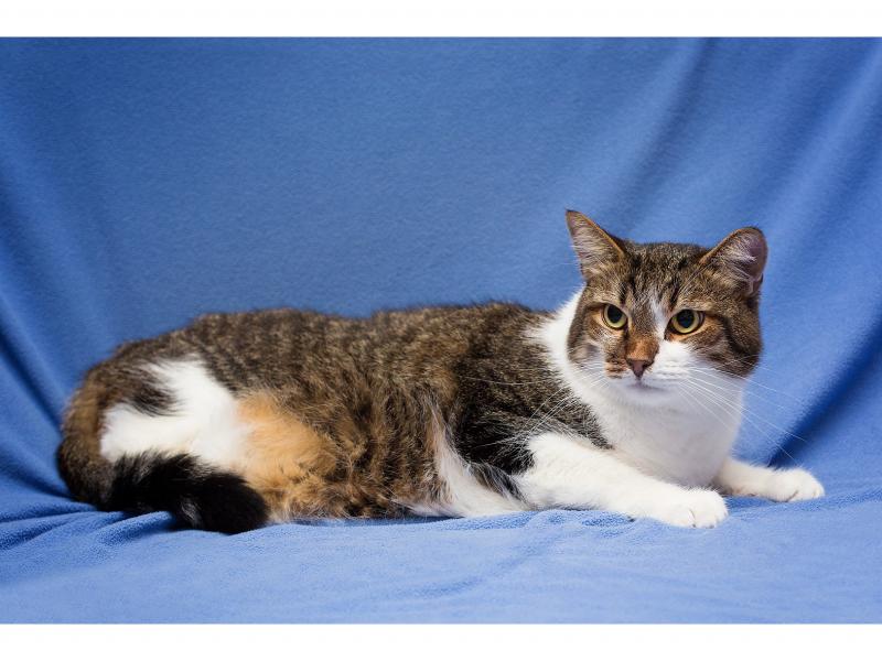 В дар кошку