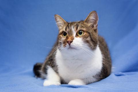 В дар кошку. Добрый, ласковый, домашний котик Семен. Фото3