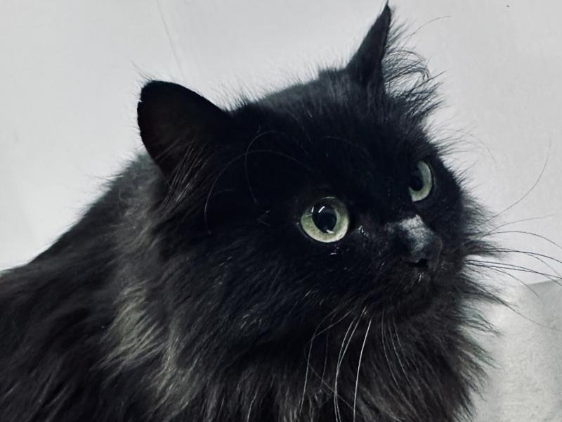 В дар кошку