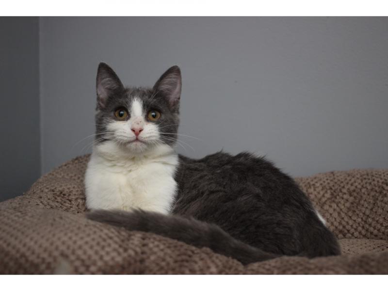 В дар кошку