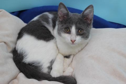 В дар кошку. Ласковая 6 мес кошечка Кася ищет семью!. Фото2