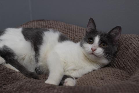 В дар кошку. Ласковая 6 мес кошечка Кася ищет семью!. Фото3